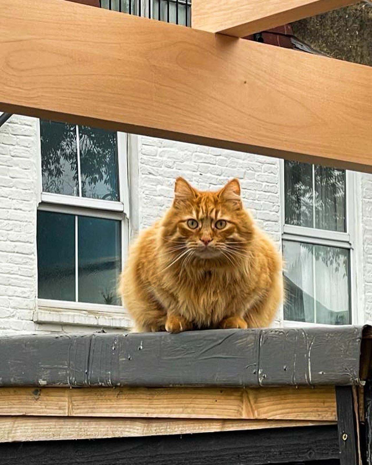 Sylvester, a ginger neighbourhood cat, sitting on the pergola timbers at Silvester Road